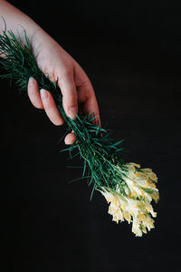 Close-up of hand holding leaf against black background