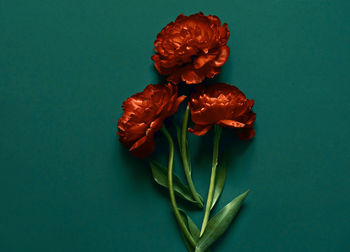 Directly above shot of rose petals against blue background