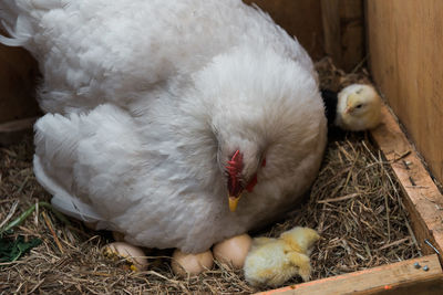 Close-up of birds in nest