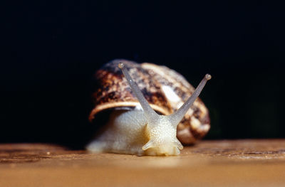 Close-up of snail on wood against black background