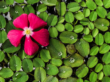 Full frame shot of flowering plants