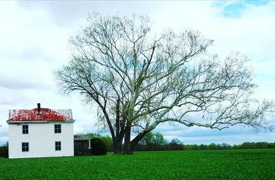 Tree by house on field against sky