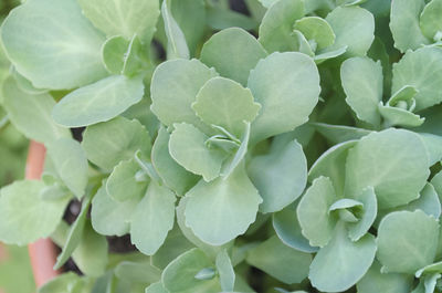 Close-up of green leaves