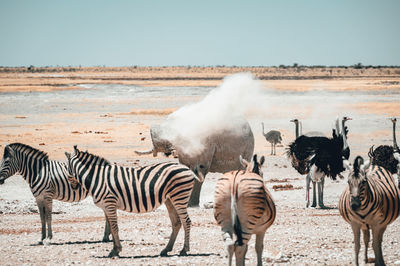 Zebras in a field