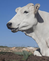 Close-up of a horse on the field