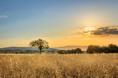 Scenic view of agricultural field against sky during sunset