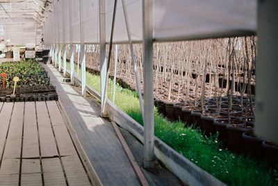 View of greenhouse