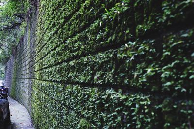 Close-up of tree trunk