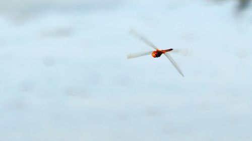 Close-up of airplane flying in sky