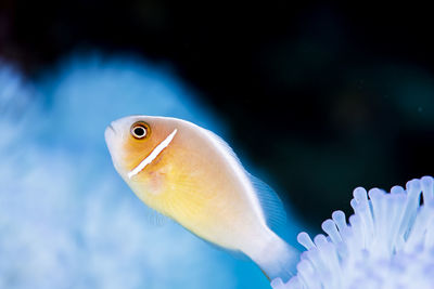 Pink clownfish