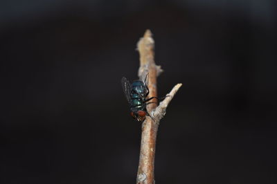 Close-up of a grasshopper