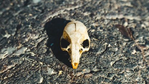 Mouse skull on black stone