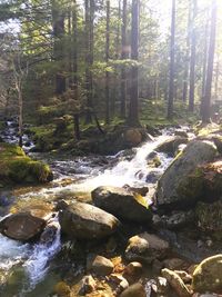 Stream flowing through rocks in forest