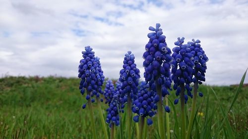 Close-up of purple flowers blooming in field