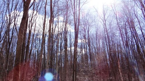 Low angle view of bare trees in forest