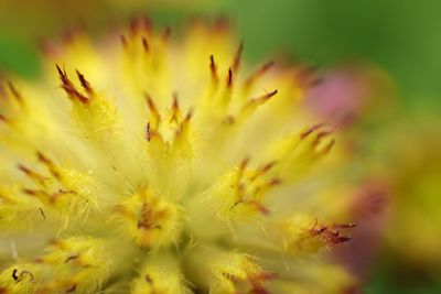 Close-up of yellow flowering plant
