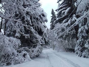 Scenic view of snow covered landscape