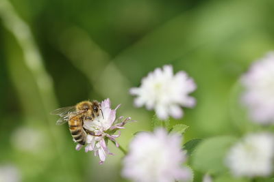 Close-up of bee pollinating on purple flower