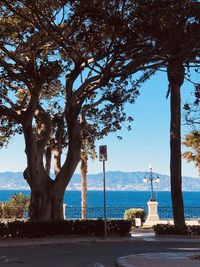 Tree by sea against sky