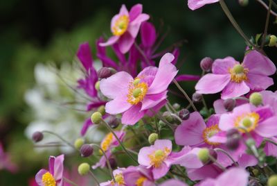 Close-up of pink flowering plant