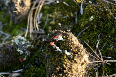 High angle view of small flower on rock