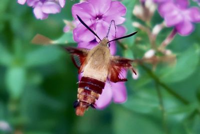 Close-up of butterfly pollinating on pink flower