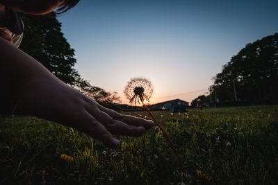 Man holding dandelion in field against sky during sunset