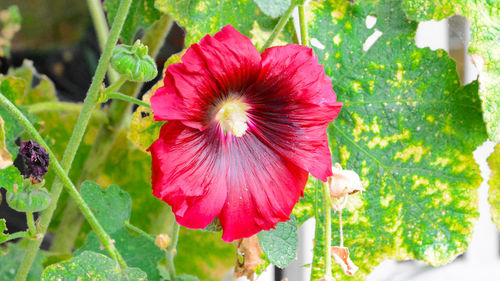 Close-up of pink flower