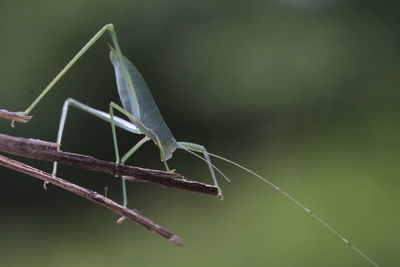 Close-up of grasshopper on leaf