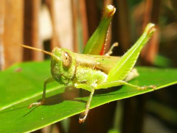 Close-up of insect on leaf