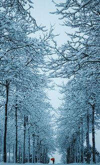 Snow covered trees in winter