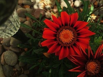 Close-up of red flowers blooming outdoors
