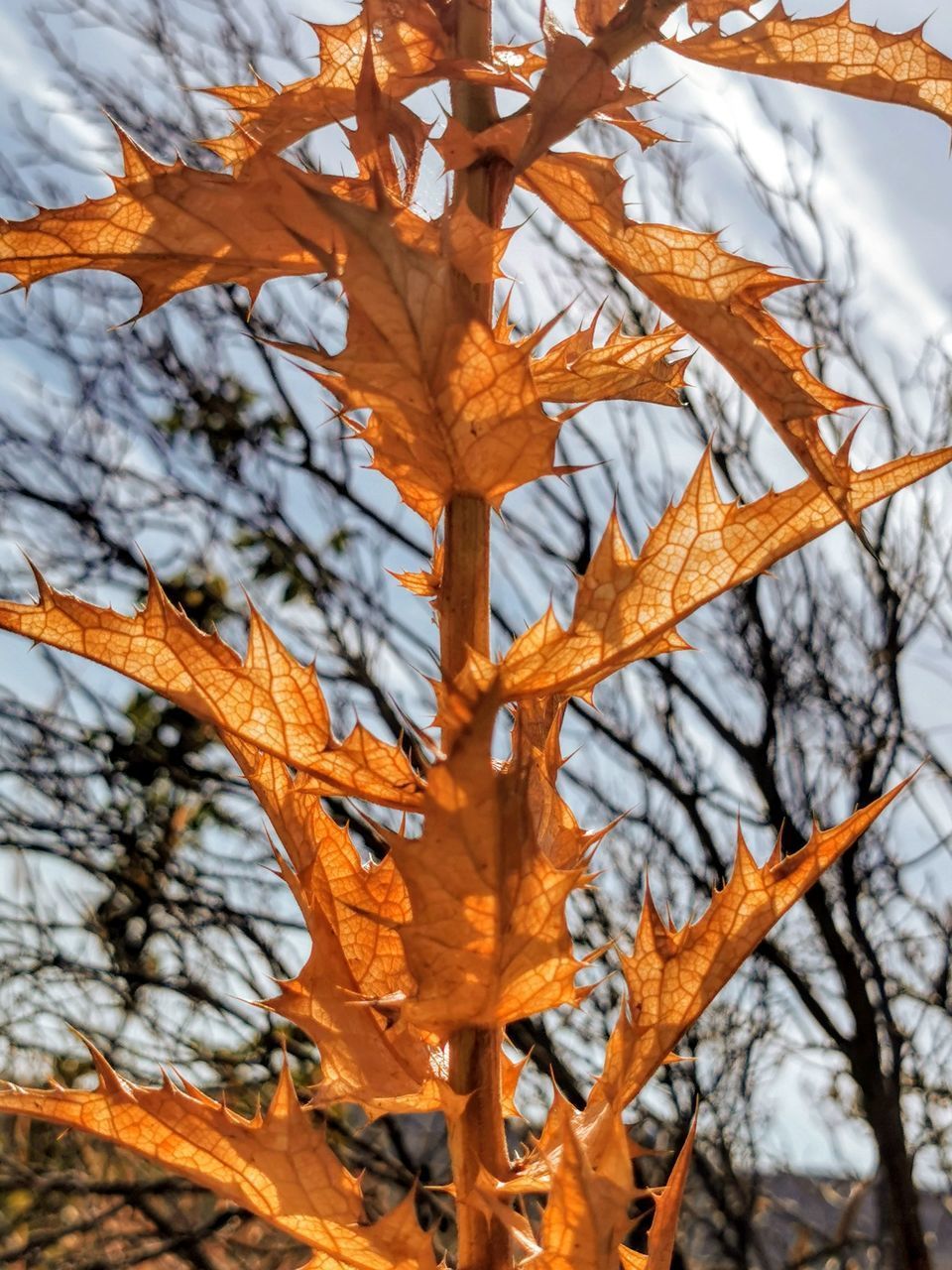 CLOSE-UP OF AUTUMN LEAVES ON SNOW COVERED PLANT