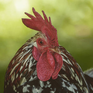 Close-up of rooster