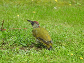 Bird perching on field