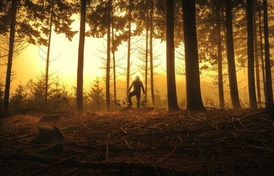Man standing amidst trees in forest during sunrise