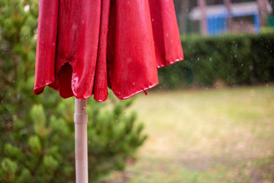 Close-up of wet red leaf hanging on plant