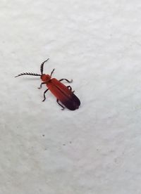 Close-up of insect on wall