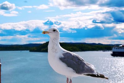 Close-up of seagull perching on a rock