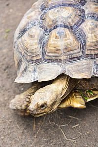 High angle view of a turtle