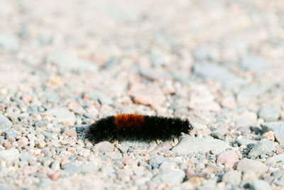 Close-up of insect on rock