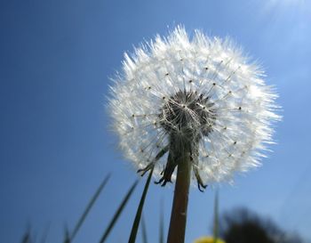 Withered dandelions in the sun