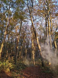 Trees in forest during autumn