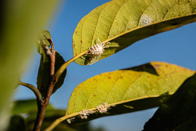 Close-up of insect on leaves