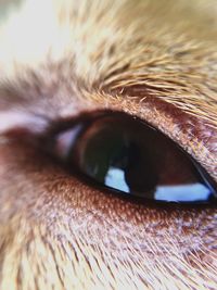 Close-up of cat eye