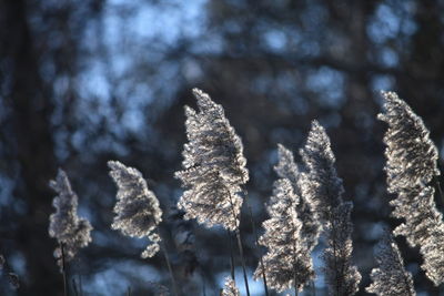 Low angle view of snow on tree during winter