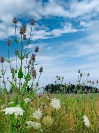 Plants growing on field against sky