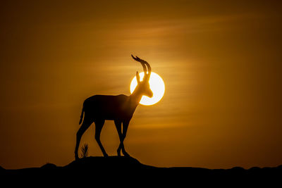 Silhouette of a horse