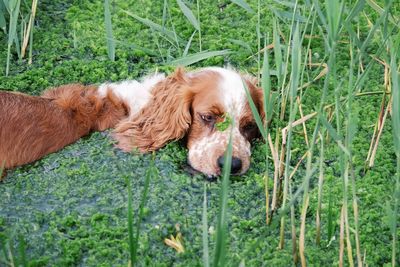 View of a dog in pond