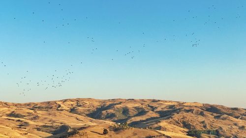 Flock of birds flying against clear blue sky